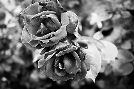 Monochrome Photography of Flowers thumbnail