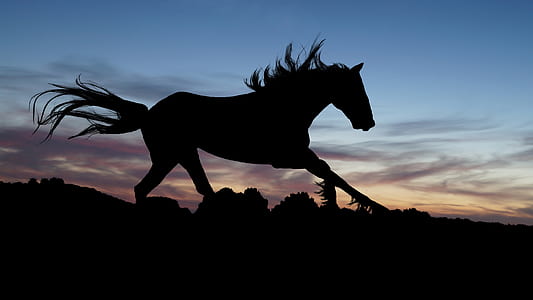 silhouette of horse during sunset thumbnail
