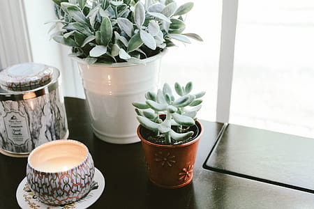 green succulent plant on table thumbnail