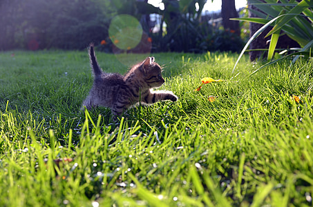 gray Tabby kitten on grasses thumbnail
