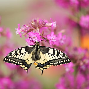 tiger swallowtail butterfly perched on purple petaled flower in closeup photography thumbnail