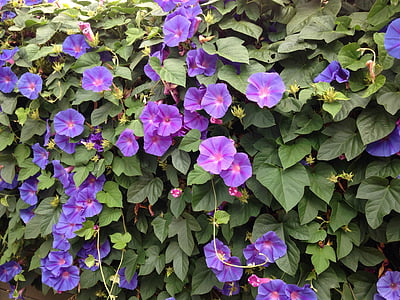 purple flowers thumbnail
