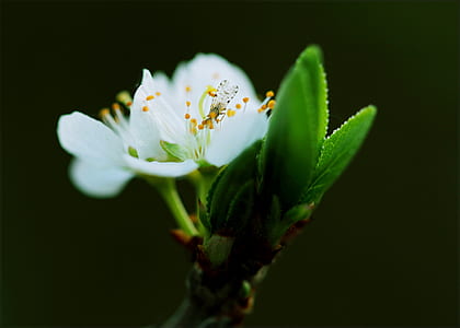 Close-up White Petaled Flower thumbnail