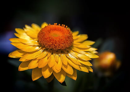 yellow everlasting daisy flower in close-up photography thumbnail
