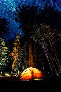 orange and yellow tent beside trees thumbnail