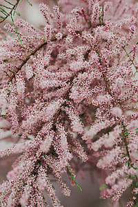 Tree bloom in early Spring thumbnail