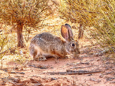 brown rabbit thumbnail