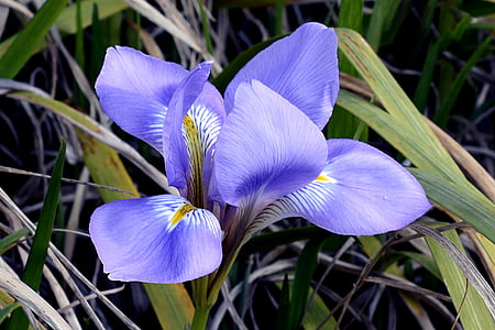 purple petaled flower thumbnail