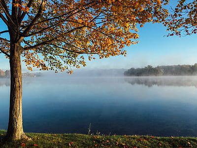 brown leaf tree near lake overlooking green trees surrounded by fog at daytime thumbnail