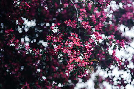 Lovely pink flowers blooming from the tree branches thumbnail