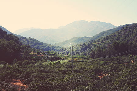 aerial view of tree fields thumbnail