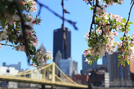 White Flowers on Tree Branch in Front of Building Structures during Day Time thumbnail