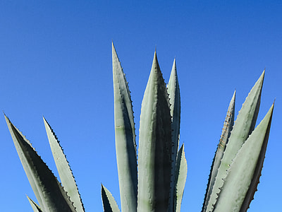 close-up photography of green leafed plant thumbnail