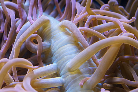 closeup photo of sea anemone thumbnail