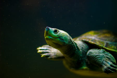 closeup photo of green and beige tortoise thumbnail