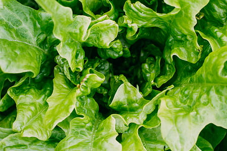 Green Leaf Plant thumbnail