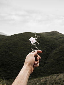 person holding white moon flower thumbnail