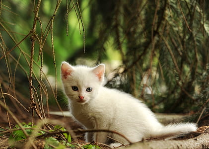 short-coated white kitten thumbnail
