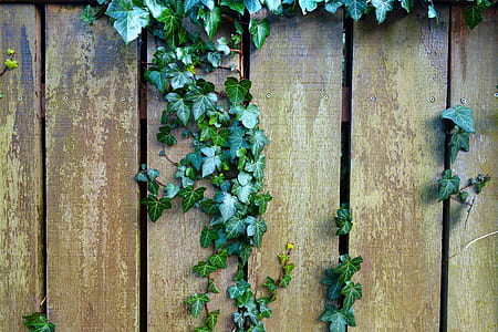 green vines on brown wooden fence thumbnail