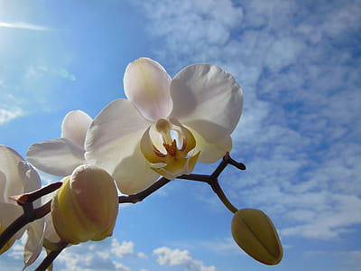 white orchids under white cloudy sky thumbnail