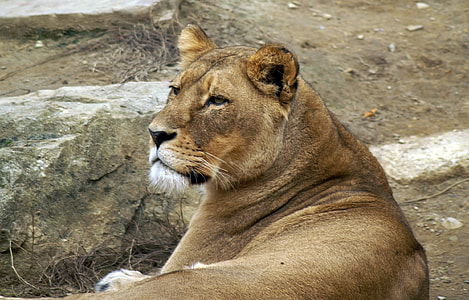 lioness lying on ground thumbnail