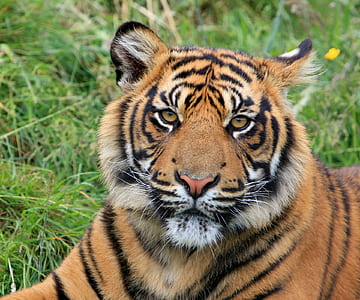closeup photography of bengal tiger thumbnail