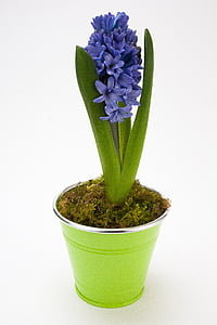 potted purple petaled flowers thumbnail