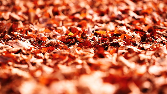 leaf, leaves, fall, autumn thumbnail