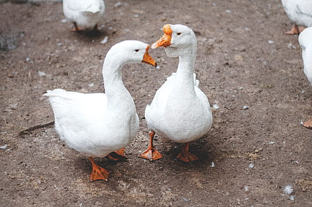 animals, geese, water birds thumbnail