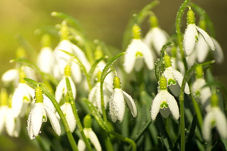 shallow focus photography of white flowers thumbnail