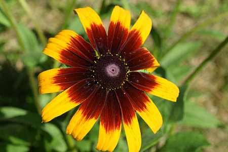 Cool Flower, Macro Flower thumbnail