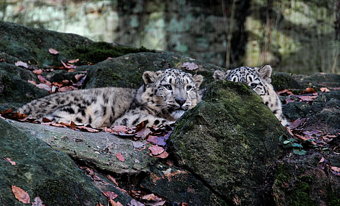 two brown-and-black leopards sitting on rocks thumbnail