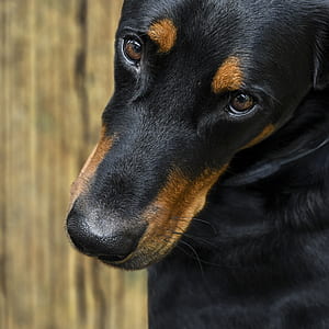 close up photo of black and tan Doberman pinscher thumbnail