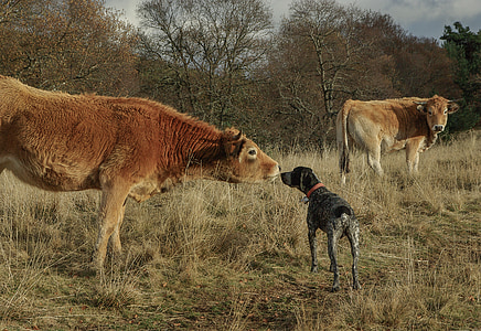 two brown cattle thumbnail