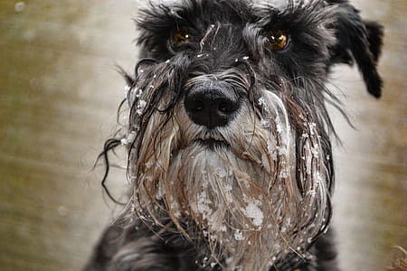 Schnauzer Dog thumbnail