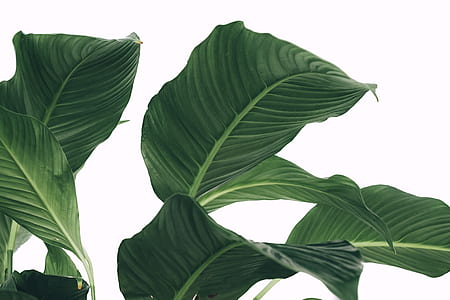 green plant thumbnail