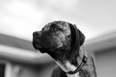 medium short-coated dog on grayscale photo thumbnail