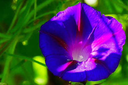 Funnel shaped flower of a Morning Glory plant. thumbnail