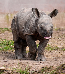 black rhinoceros thumbnail