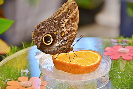 photo of brown butterfly on sliced orange thumbnail