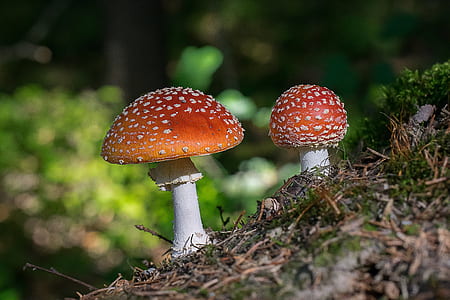 two brown mushrooms thumbnail