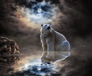 Polar bear on body of water during night thumbnail