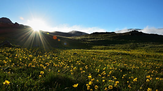 yellow flower plants under blue sky photography during daytime thumbnail