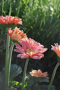 sunny, flowers, summer, garden thumbnail