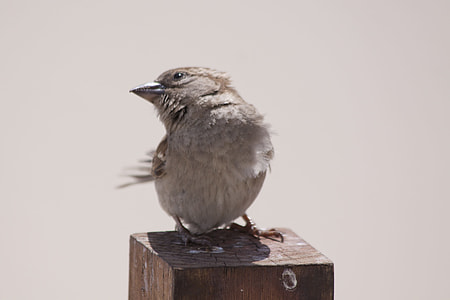 gray bird on brown wooden pole close-up photo thumbnail