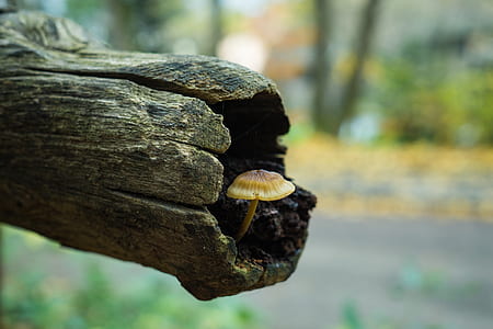 blur, tree trunk, fungi, mushroom thumbnail