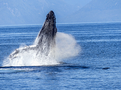 photo of Sperm whale in ocean thumbnail