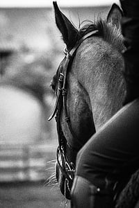 grayscale photography of horse thumbnail