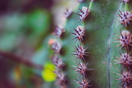 Selective Focus Photography of Cactus Plant thumbnail