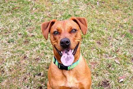 close up photo of short-coated brown dog thumbnail